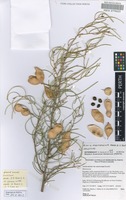 Holotype of Acacia macraneura Maslin & J.E.Reid [family FABACEAE]
