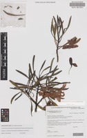Isotype of Eremophila flaccida Chinnock subsp. attenuata Chinnock [family SCROPHULARIACEAE]
