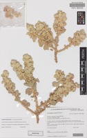 Isotype of Eremophila warnesii Chinnock [family SCROPHULARIACEAE]