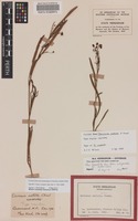 Isolectotype of Daviesia costata Cheel [family FABACEAE]