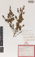 Holotype of Prostanthera petrophila B.J.Conn [family LAMIACEAE]