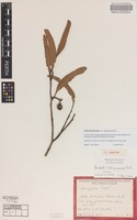 Holotype of Eucalyptus balladoniensis Brooker [family MYRTACEAE]