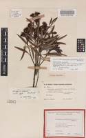 Isotype of Eucalyptus cylindriflora Maiden & Blakely [family MYRTACEAE]