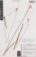 Holotype of Caladenia interjacens Hopper & A.P.Br. [family ORCHIDACEAE]