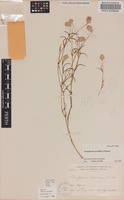 Holotype of Gomphrena cucullata J.Palmer [family AMARANTHACEAE]