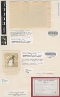 Isotype of Acacia aneura Benth. [family FABACEAE]