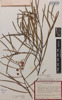 Isotype of Acacia veronica Maslin [family FABACEAE]