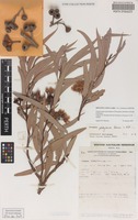 Isotype of Eucalyptus platydisca Nicolle & Brooker [family MYRTACEAE]