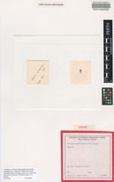 Isolectotype of Tetraria australiensis C.B.Clarke [family CYPERACEAE]