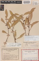 Isotype of Eucalyptus mannensis Boomsma [family MYRTACEAE]