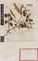 Isosyntype of Eucalyptus melanoxylon Maiden [family MYRTACEAE]