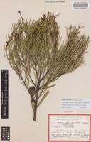 Holotype of Hakea cygna Lamont subsp. needlei Lamont [family PROTEACEAE]