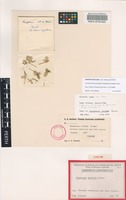Isotype of Gomphrena sordida Farmar [family AMARANTHACEAE]