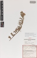 Isotype of Hibbertia mulligana S.T. Reynolds [family DILLENIACEAE]