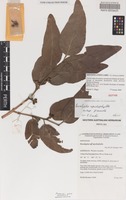 Isotype of Eucalyptus apodophylla Blakely & Jacobs subsp. provecta Brooker & Kleinig [family MYRTACEAE]