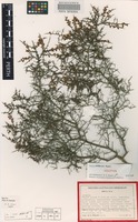 Holotype of Acacia ericksoniae Maslin [family FABACEAE]