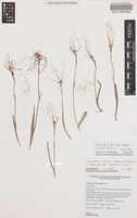 Holotype of Caladenia horistes Hopper & A.P.Br. [family ORCHIDACEAE]