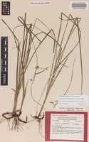 Isotype of Cyperus semifertilis S.T.Blake [family CYPERACEAE]
