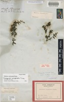 Melaleuca polycephala Benth. [family MYRTACEAE]