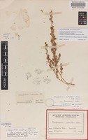 Neotype of Chenopodium melanocarpum (J.M.Black) J.M.Black forma leucocarpum (Aellen) Paul G.Wilson [family CHENOPODIACEAE]