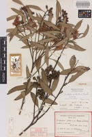Holotype of Eucalyptus cyclostoma Brooker [family MYRTACEAE]