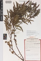 Holotype of Eucalyptus hypochlamydea Brooker [family MYRTACEAE]