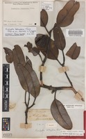 Isotype of Eucalyptus tetraptera Turcz. [family MYRTACEAE]