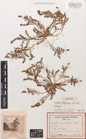Holotype of Dysphania platycarpa Paul G.Wilson [family CHENOPODIACEAE]
