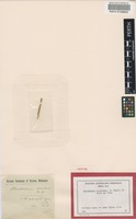 Isotype of Dysphania simulans Tate [family CHENOPODIACEAE]