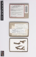 Holotype of Caloplaca hnatiukii S.Y.Kondr. & Karnefelt [family TELOSCHISTACEAE]