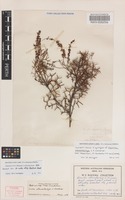Syntype of Grevillea stenostachya C.A.Gardner [family PROTEACEAE]