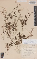 Neotype of Erodium cygnorum Nees [family GERANIACEAE]