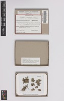 Holotype of Xanthoparmelia auricampa Elix [family PARMELIACEAE]