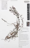 Holotype of Drosera fragrans Lowrie [family DROSERACEAE]