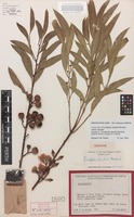 Holotype of Eucalyptus ligulata Brooker [family MYRTACEAE]