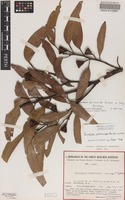 Isotype of Eucalyptus pterocarpa P.J.Lang [family MYRTACEAE]