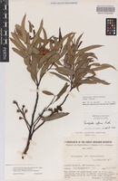 Isotype of Eucalyptus effusa Brooker [family MYRTACEAE]