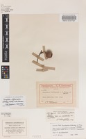 Isotype of Eucalyptus cliftoniana W.Fitzg.ex Maiden [family MYRTACEAE]