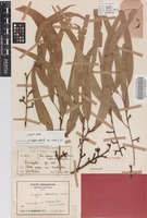 Isotype of Eucalyptus herbertiana Maiden [family MYRTACEAE]
