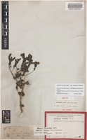 Isotype of Melaleuca bracteosa Turcz. [family MYRTACEAE]