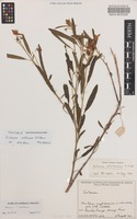 Holotype of Solanum octonum A.R.Bean [family SOLANACEAE]