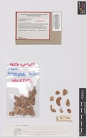 Holotype of Torrendia grandis Bougher [family TORRENDIACEAE]
