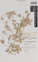 Isotype of Gomphrena eichleri J.Palmer [family AMARANTHACEAE]