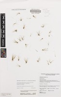 Holotype of Trithuria fitzgeraldii D.D.Sokoloff, I.Marques, T.Macfarlane, Rudall & S.W.Graham [family HYDATELLACEAE]