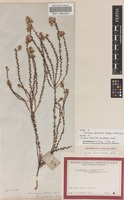 Isotype of Leucopogon penicillatus Stschegl. [family ERICACEAE]