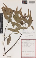 Holotype of Eucalyptus cuprea Brooker & Hopper [family MYRTACEAE]