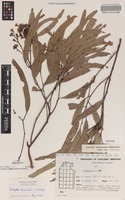 Isotype of Eucalyptus lucens Brooker & Dunlop [family MYRTACEAE]