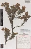 Isotype of Darwinia salina Craven & S.R.Jones [family MYRTACEAE]