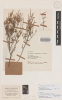 Syntype of Leucopogon hamulosus E.Pritz. [family ERICACEAE]