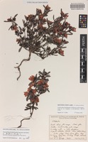 Holotype of Hibbertia selkii Keighery [family DILLENIACEAE]